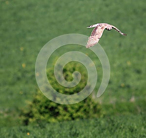 Bird of prey over the field