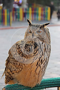 Bird of prey. owl