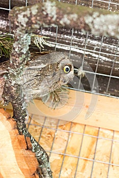 Bird of prey owl scops owl in a zoo cage.
