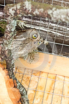 Bird of prey owl scops owl in a zoo cage.