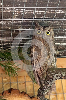 Bird of prey owl scops owl in a zoo cage.