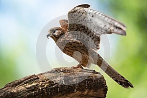Bird of prey perching on a branch. Common Kestrel