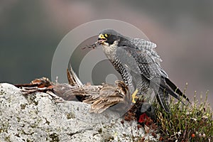 Bird of prey Peregrine Falcon (Falco peregrinus) with kill Common Pheasant on stone