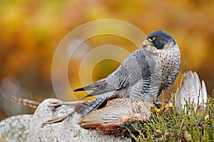 Bird of prey Peregrine Falcon, Falco peregrinus, with kill Common Pheasant on stone. Orange autumn forest in the background.