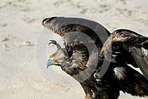 Bird of prey, portrait of Golden Eagle outspreading wings with falconry hood