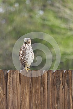 Bird of Prey on a Rainy Day