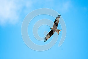 bird of prey red kite, milvus milvus, soars to the left through blue sky