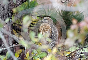 Bird of Prey Red-shouldered Hawk perched in tree