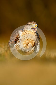 Bird of prey Red-tailed Hawk, Buteo jamaicensis, portrait with open bill with blurred habitat in background