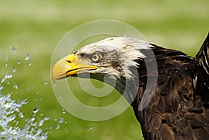 Bird of prey, refreshment