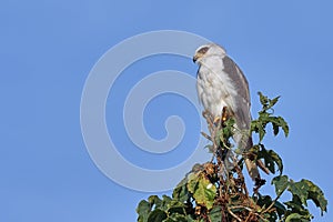 Bird of prey resting on a tree