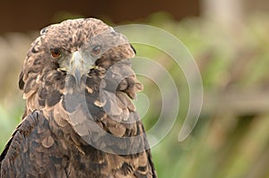 Bird of prey- ruffled feathers