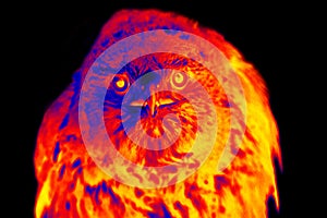 Bird of Prey. Scanning the animal`s body temperature