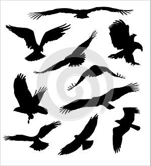 Bird of prey silhouettes