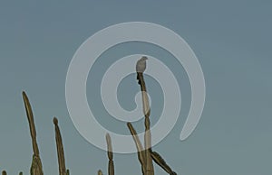 Bird of prey sits on a cactus in sandstorm time