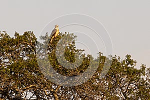 A bird of prey sitting on top of a tree in the Hluhluwe - imfolozi National Park in South africa