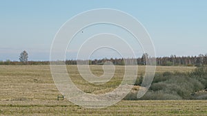 Bird of prey soars in blue sky and flaps wings. Bird of prey flying and keeping an eye on prey. Spring landscape.