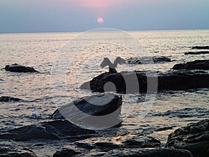 Bird of prey soars over the cliff into the sea at sunset