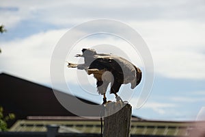 Bird of prey standing on a tree stump outdoors