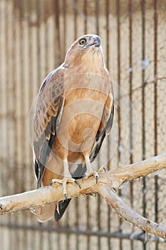 Bird of prey in Tozeur Zoo