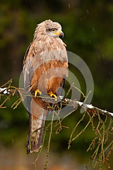 Bird of prey on the tree branch. Black Kite, Milvus migrans, brown bird of prey sitting larch tree branch, animal in the nature ha