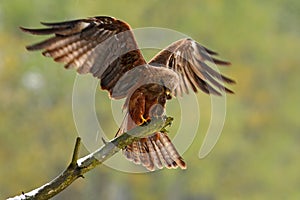 Bird of prey on the tree branch. Black Kite, Milvus migrans, brown bird sitting larch tree branch with open wing. Animal in the na