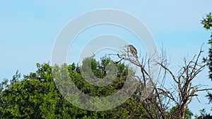 Bird of prey on a tree in the pond of ivars and vila sana, lerida, spain, europe