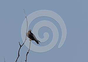 Bird of prey watching the contour waiting for a prey