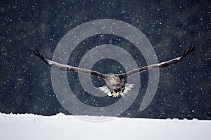 Bird of prey White-tailed Eagle, Haliaeetus albicilla, flying with snow flake, dark forest in background