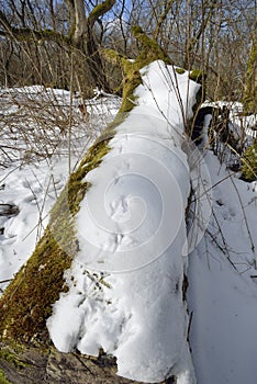 Bird prints in snow