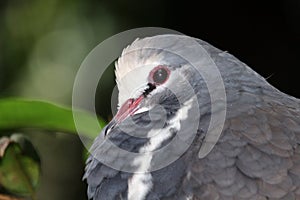 Bird profile