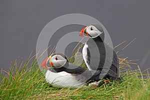 Bird Puffin