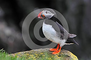 Bird Puffin