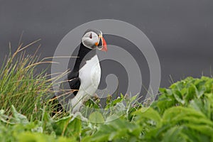 Bird Puffin