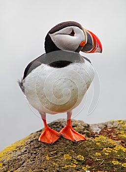 Bird Puffin
