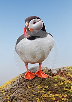 Bird Puffin - Iceland