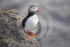 Bird puffin sitting on a cliff of Iceland