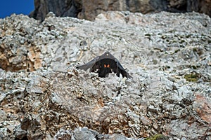 The bird Pyrrhocorax graculus approaches the rock landing
