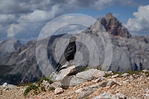 The bird Pyrrhocorax graculus stands calmly on a rock against the backdrop of beautiful views of the Dolomites