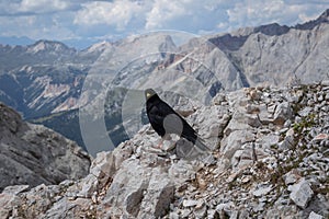 The bird Pyrrhocorax graculus stands calmly on a rock against the backdrop of beautiful views of the Dolomites