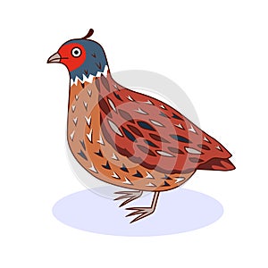 Bird quail. California Quail. Cartoon style.