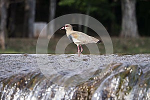 Bird quero-quero vanellus chilensis animals wild animal wildlife