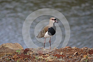 Bird quero-quero vanellus chilensis wild animal