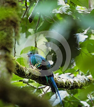 Bird Quetzal