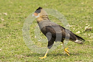 Bird Rapacious Cacaraca Crested