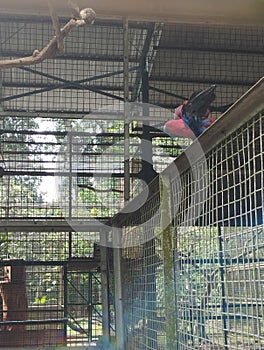 a bird ready to fly to a branch