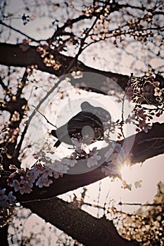 A BIRD IS READY TO FLY