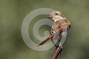 Bird - Red-backed Shrike Lanius collurio