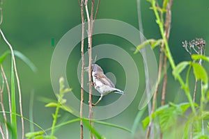 Bird - Red-backed Shrike Lanius collurio