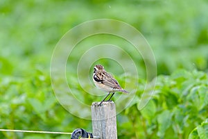 Bird - Red-backed Shrike Lanius collurio